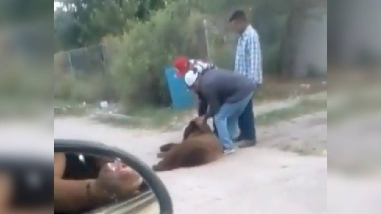 Asesinos de un oso en Sonora recibirán 9 años de cárcel