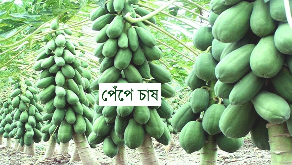 পেঁপে চাষ করার পদ্ধতি