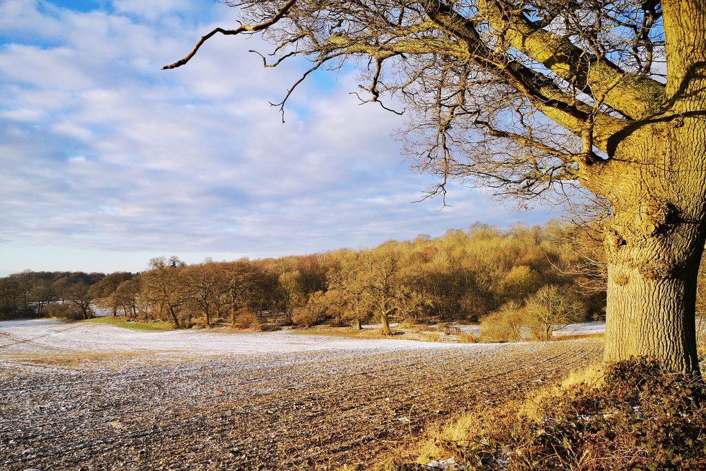 frosty-field-and-tree.jpg