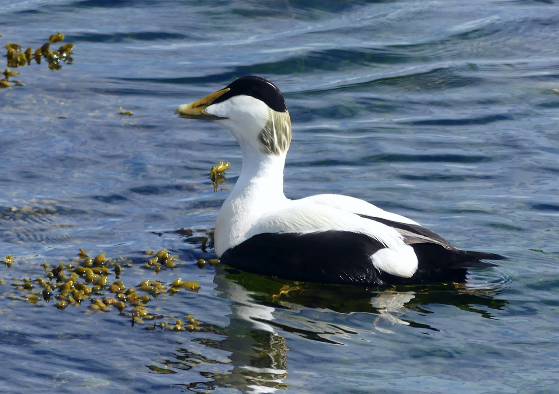 EIDER DUCK 16 020624