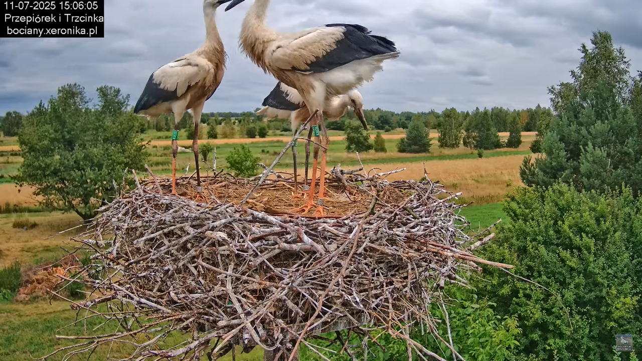 11072025bociany39