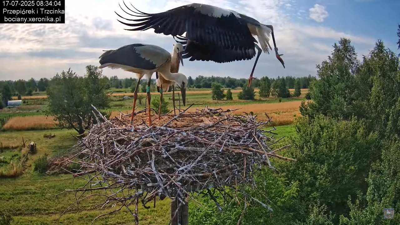 17072025bociany27