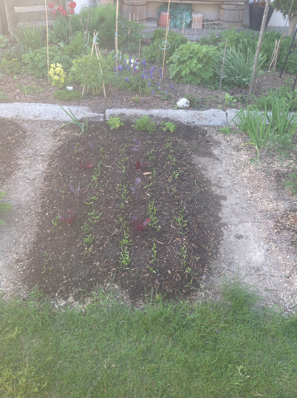 Gemüse und Kräuterbeete April 2015 (303)