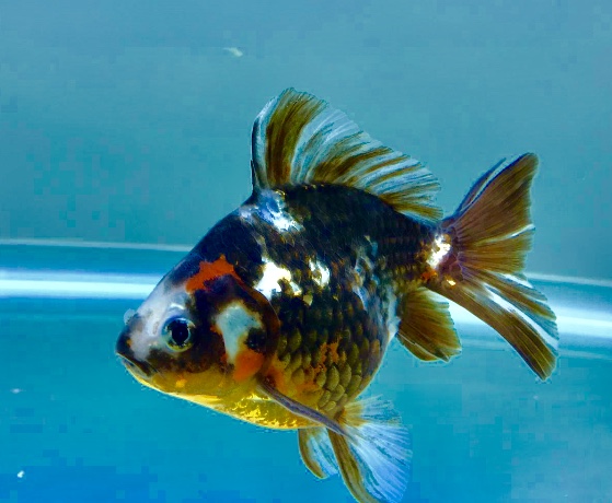 10290BA2-58AB-4018-9F94-C71B17A89E64