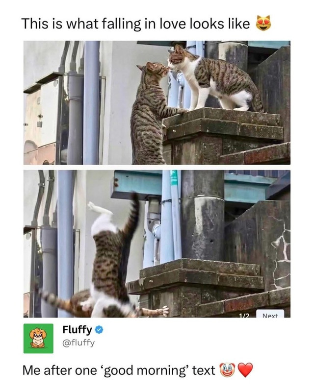 Catrommance.jpg
