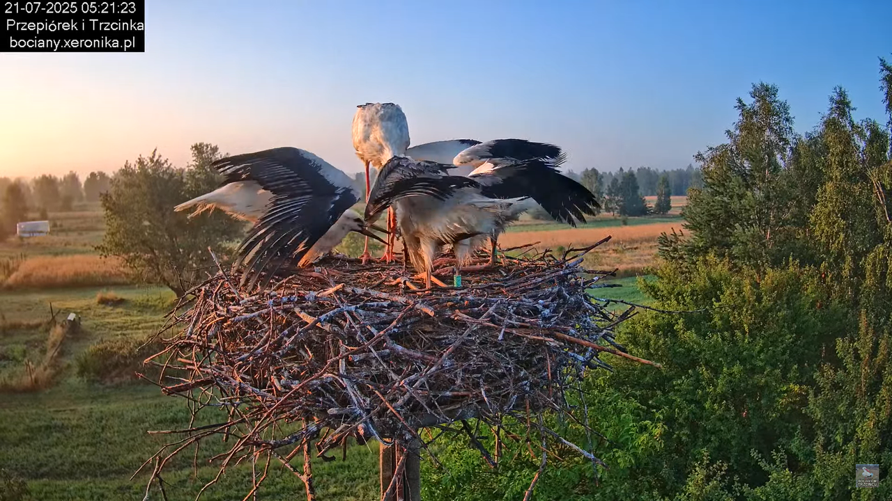 21072025bociany9