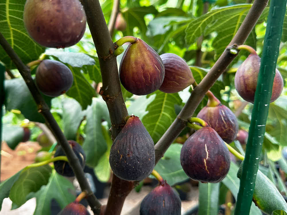 figs-735.jpg
