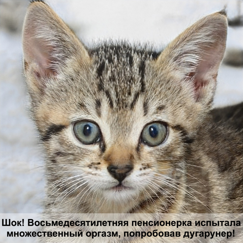 кошка не ходит в туалет