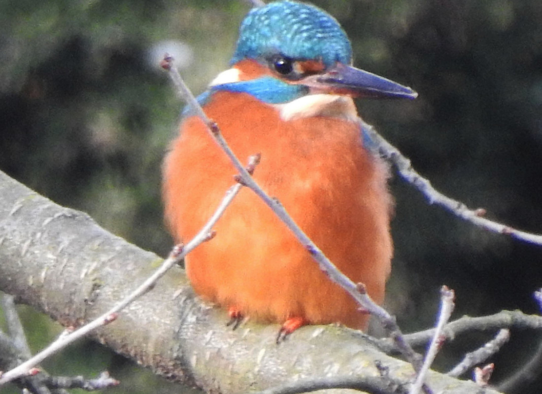 DSCN4661  11.01. zimek  (2)