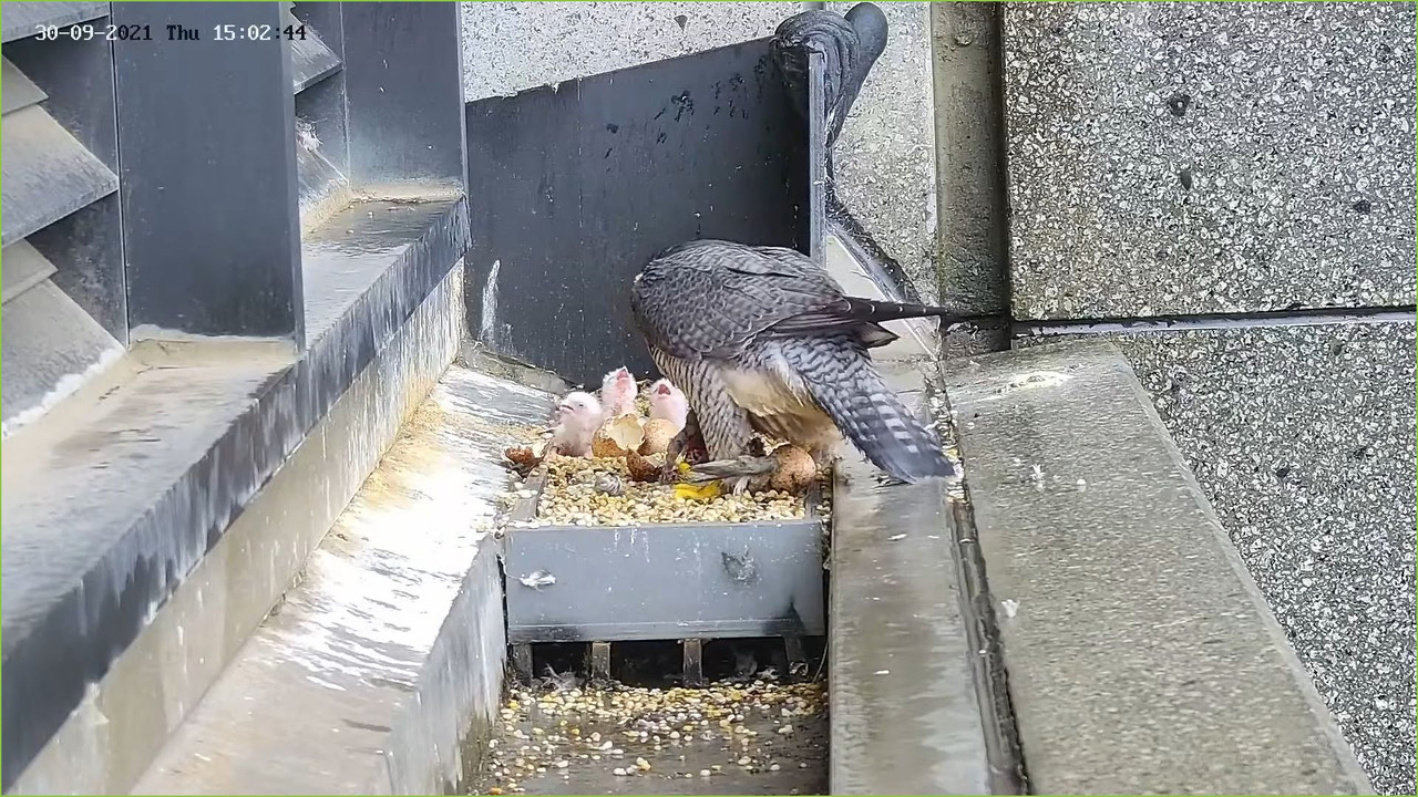 capture_30092021_103306