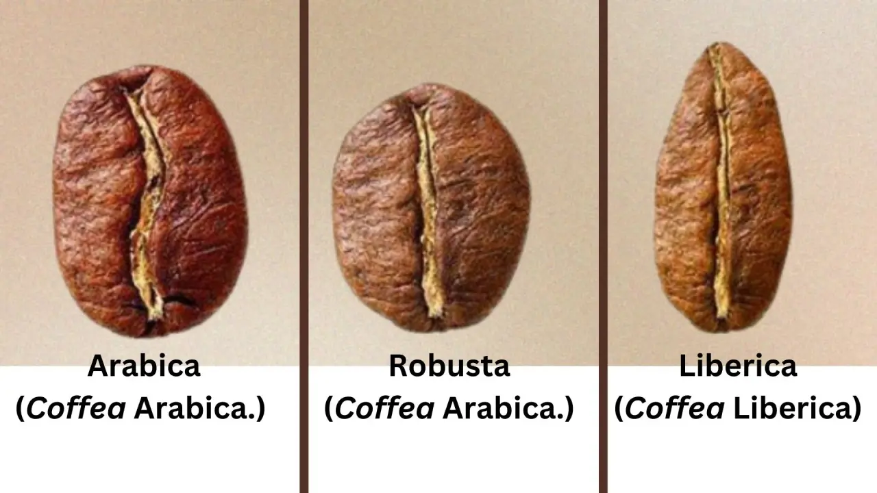 Country Do Most Coffee Beans Come From