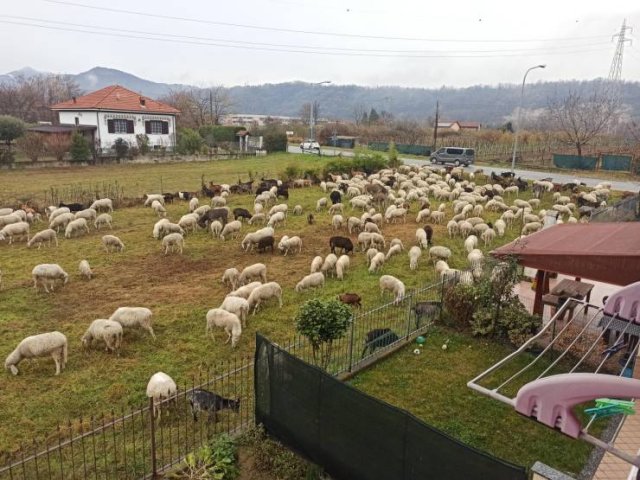 Chidas-4