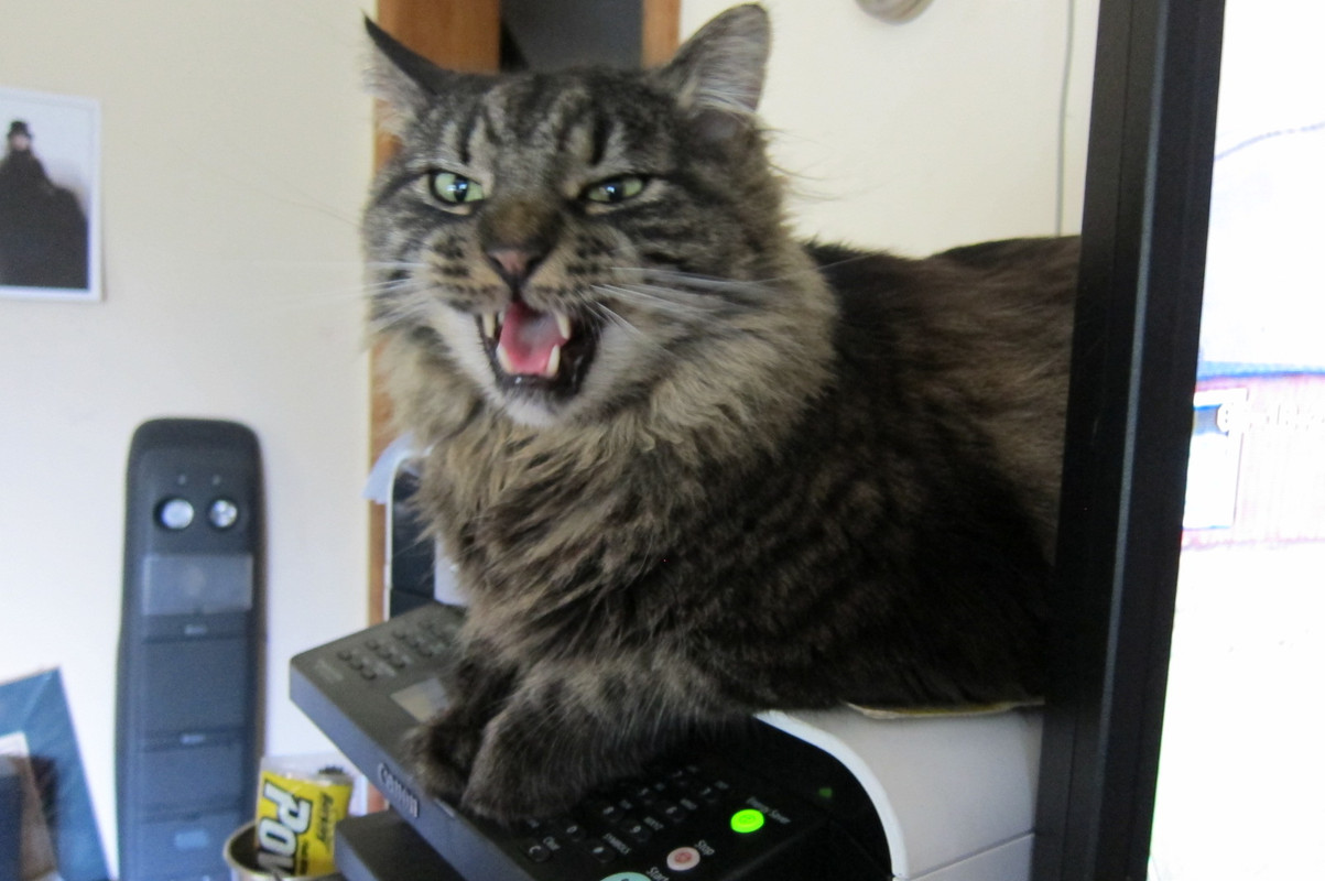 Buddy-talking.jpg