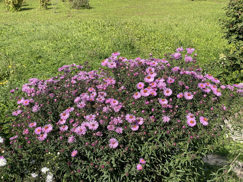 https://i.postimg.cc/HLFYnYN8/IMG-0370.jpg