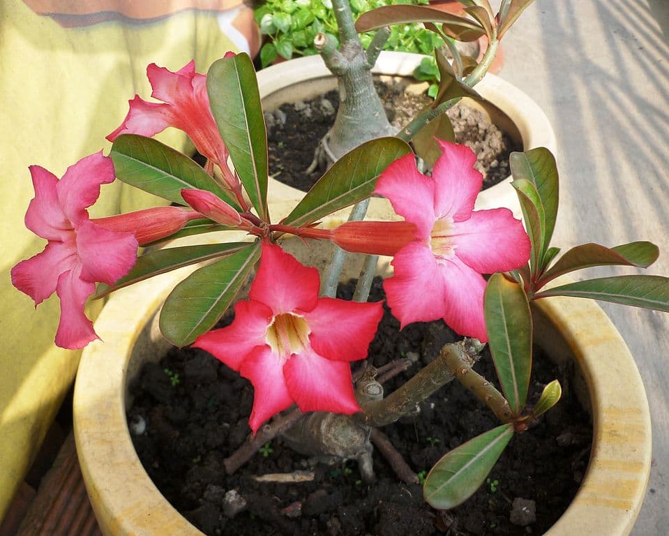 sterile-conditions-for-growing-desert-roses