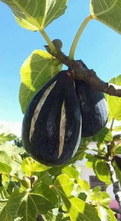 images - 2024-01-07T172835.679