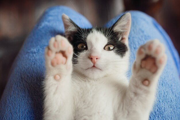 SI LES PROFS ÉTAIENT DES CHATS