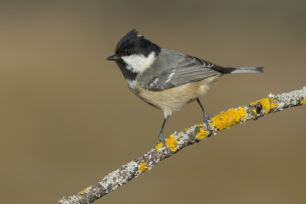 Black Capped Chickadees Migrate