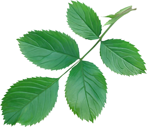 Leaves1