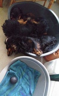 [Image: Bercespar-la-visioconf-rence.jpg]