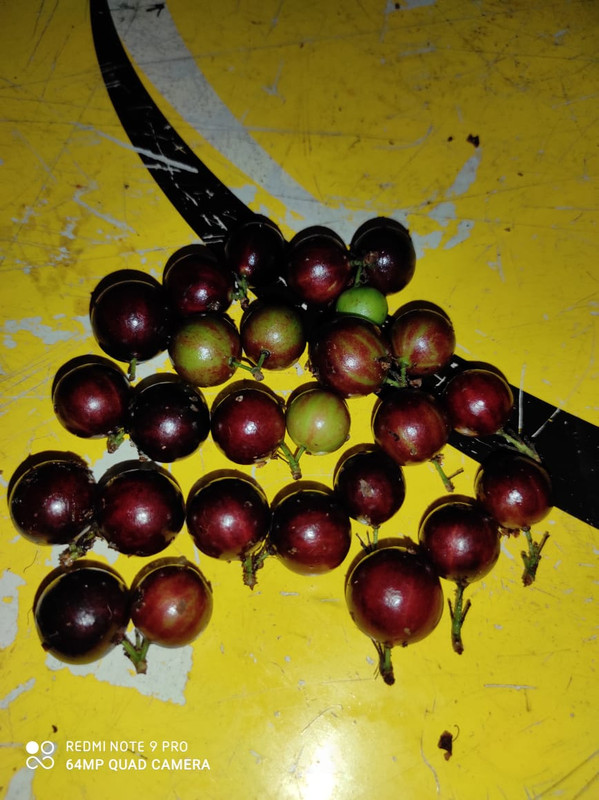 WhatsApp Image 2020-11-25 at 00.58.28 (1)