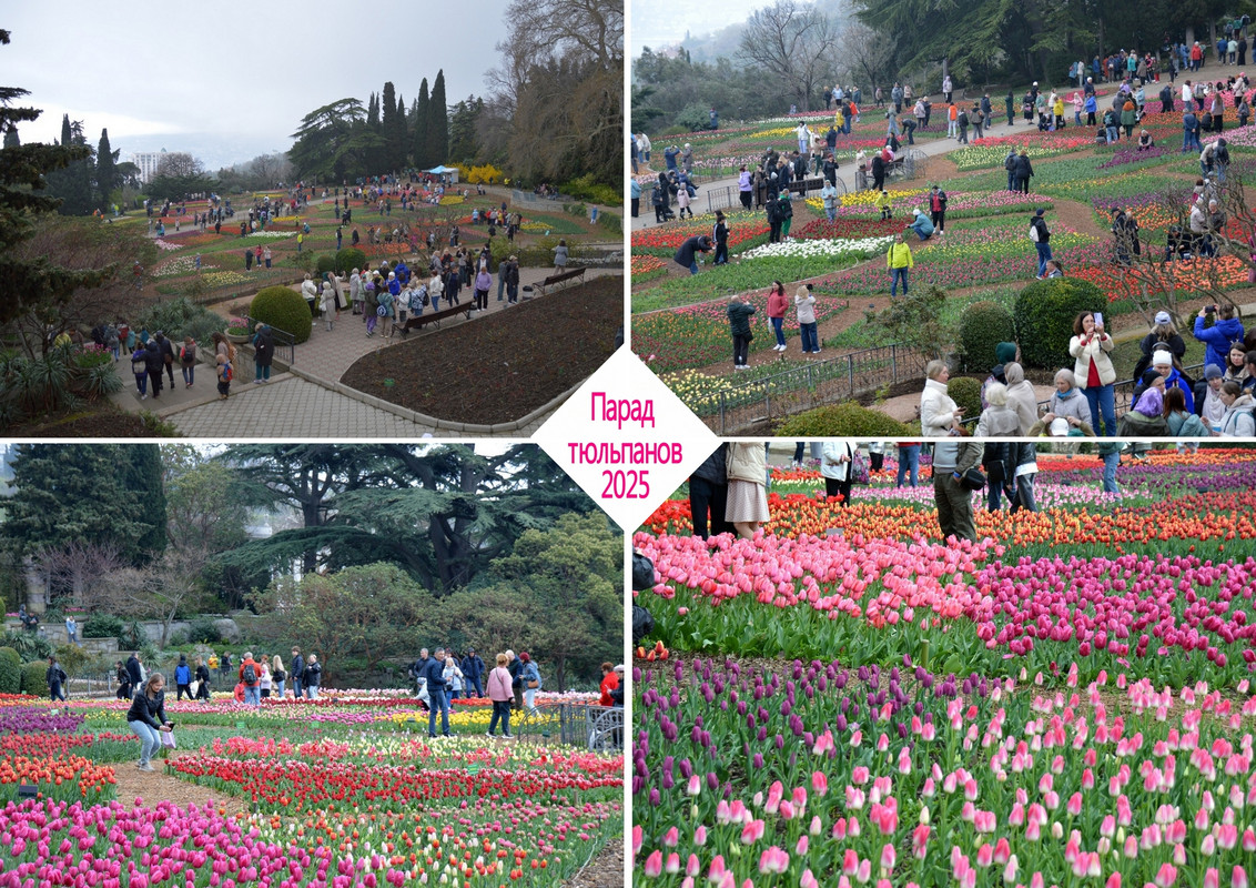 Новый коллаж.jpg парад тюльпанов