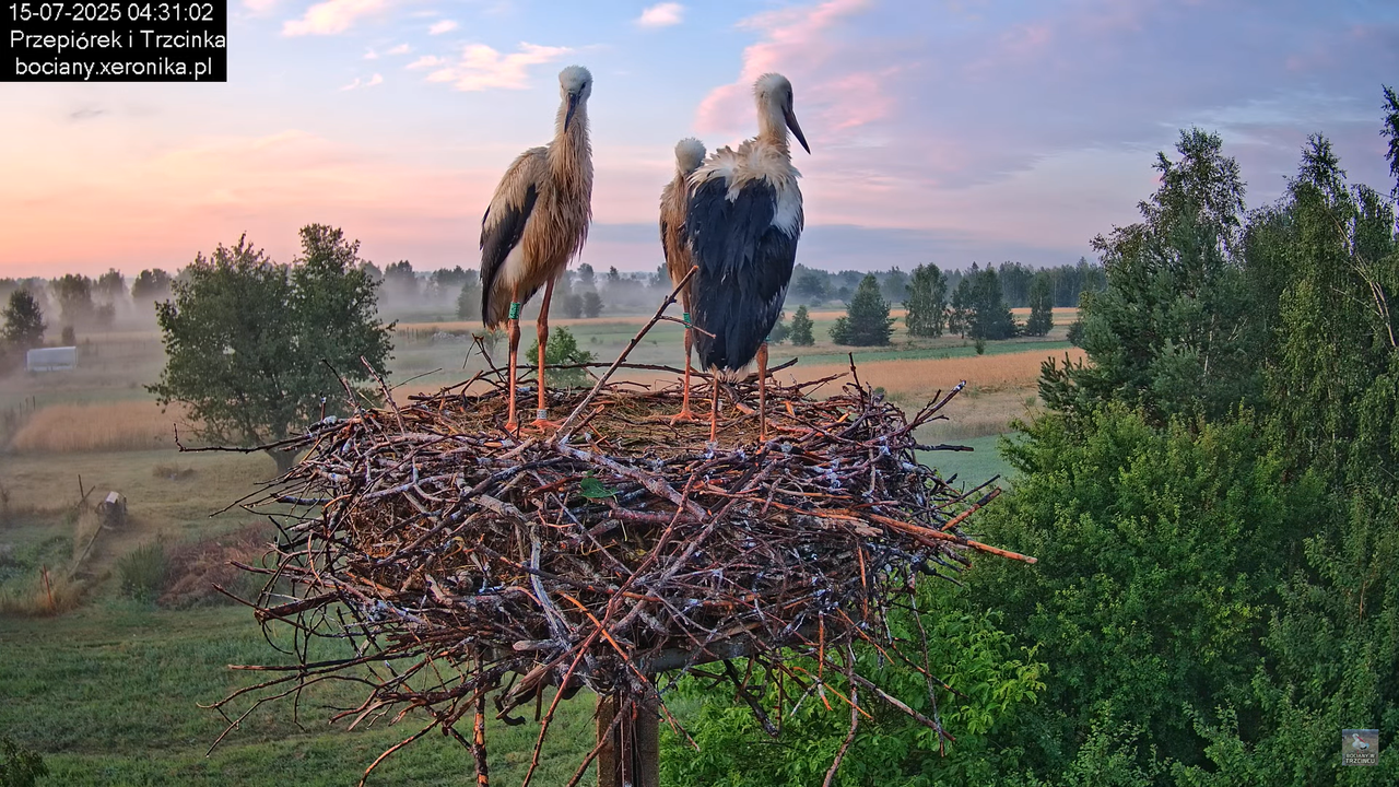 15072025bociany1