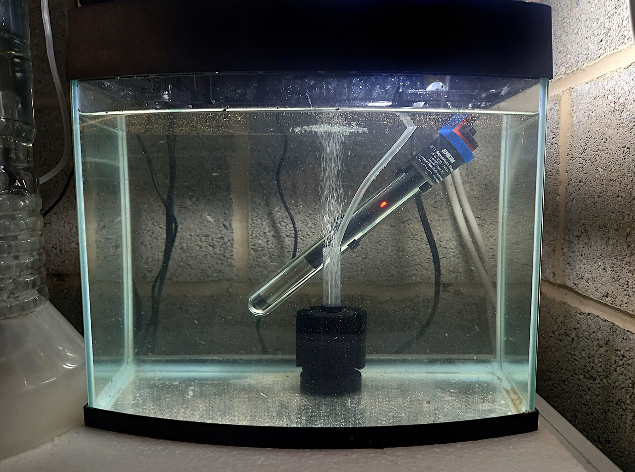 Shrimp moved into aquarium