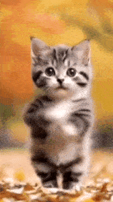 cat-cat-dance.gif