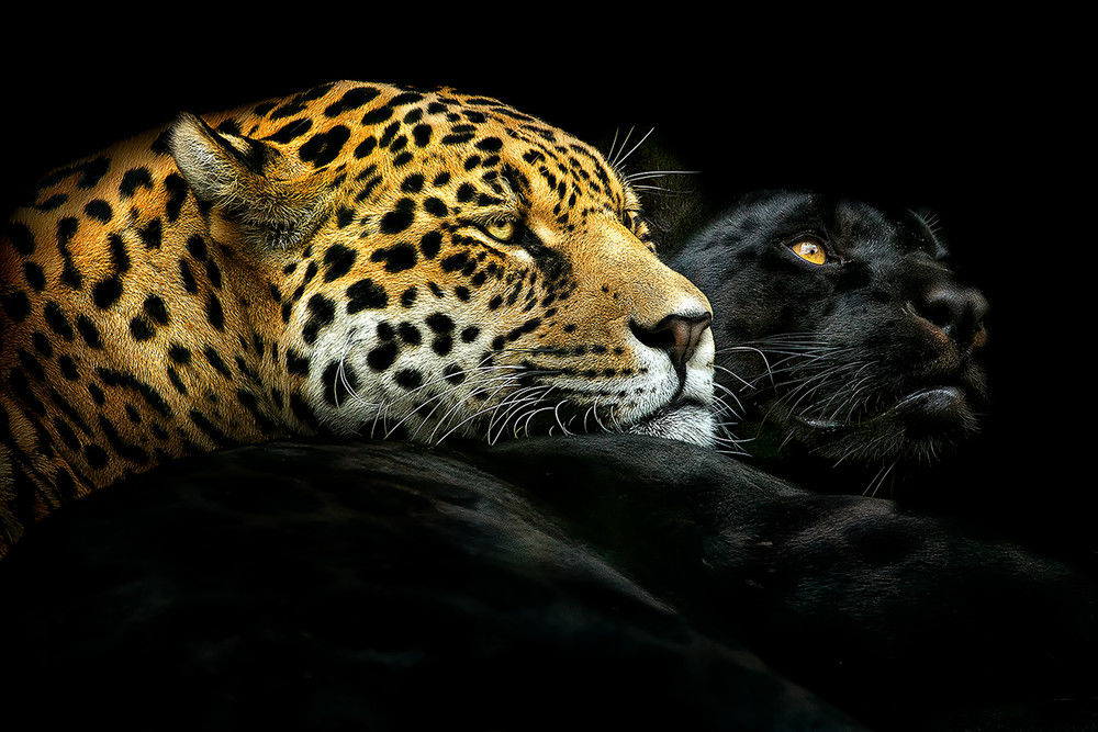 Panthères - ebony-and-lvory