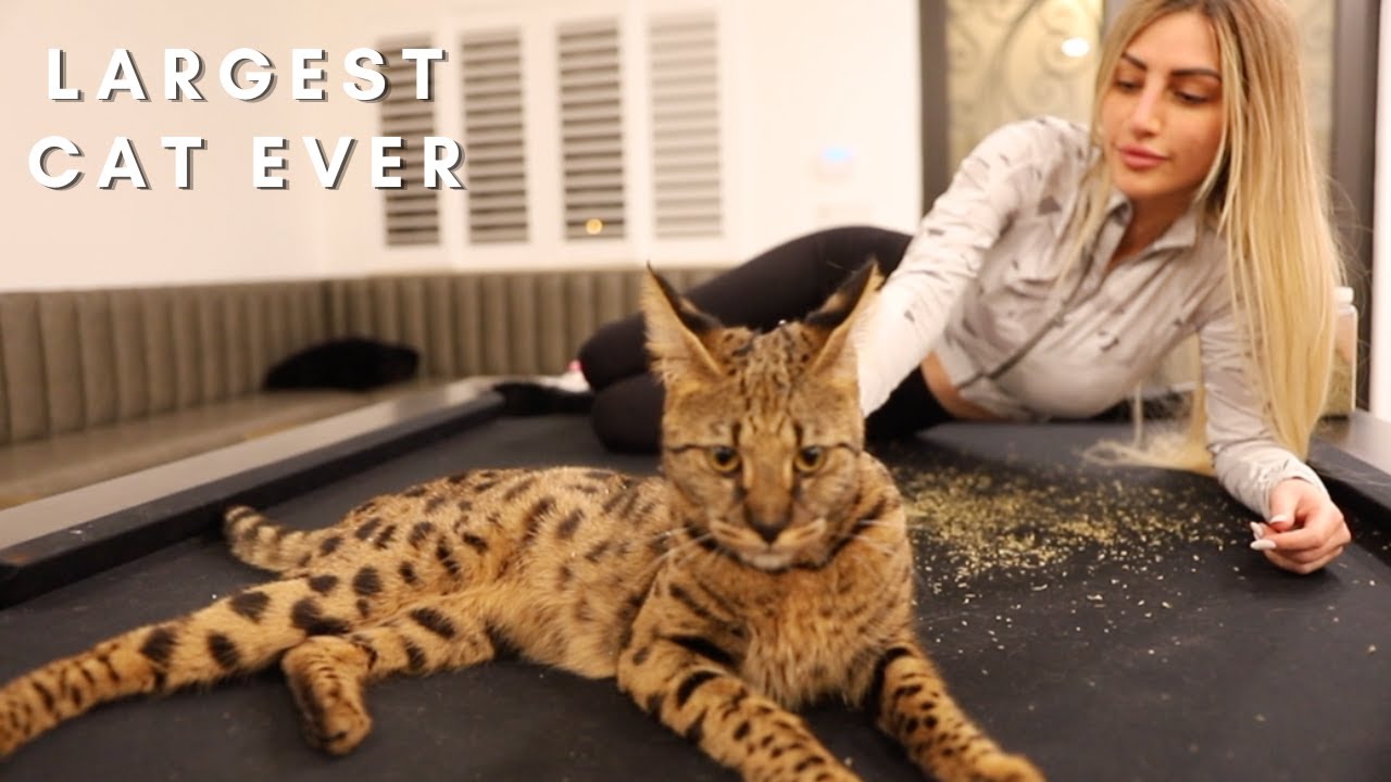 F1 Savannah Cat
