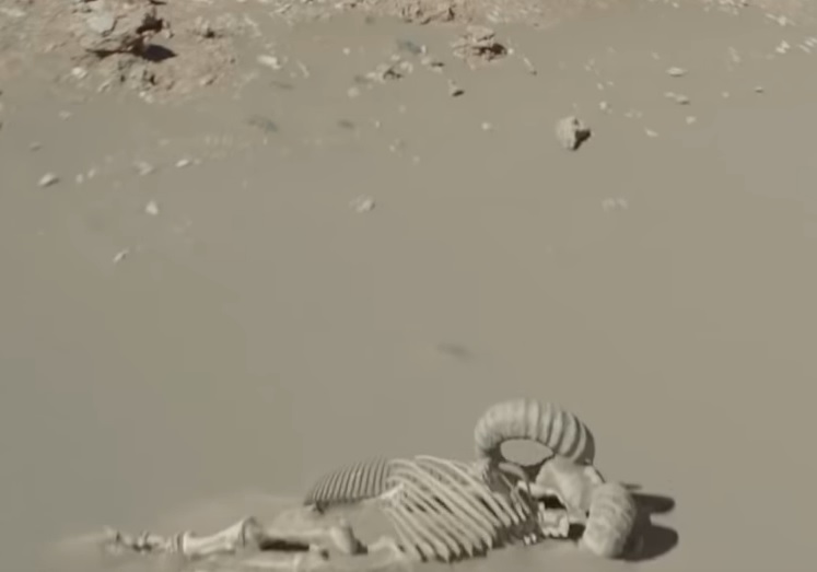 bantha.jpg