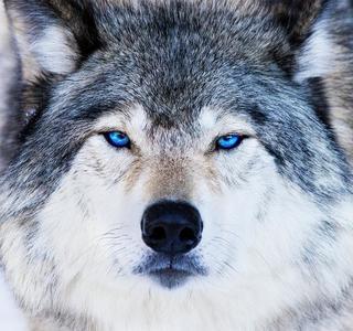 blue-eyed-wolf-portrait-mircea-costina-photography