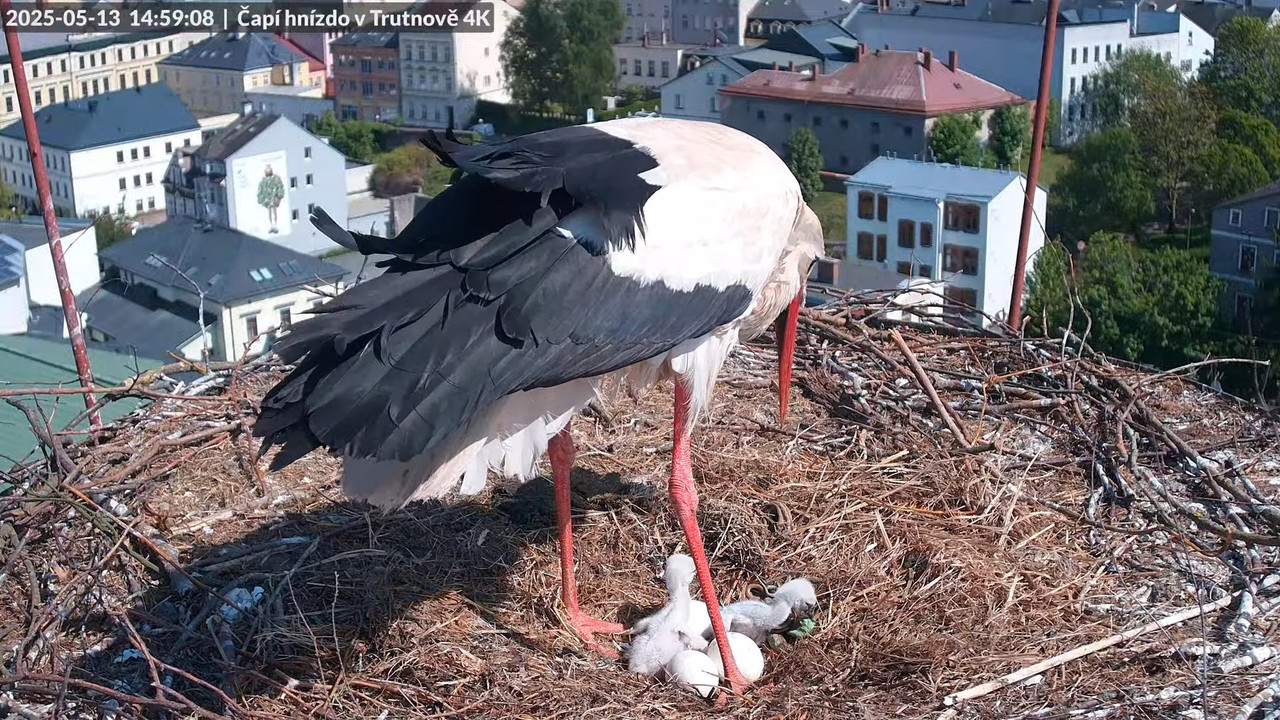 Tiešraide no stārķa ligzdas uz alus darītavas skursteņa Trutnovā 11-32-49 screenshot