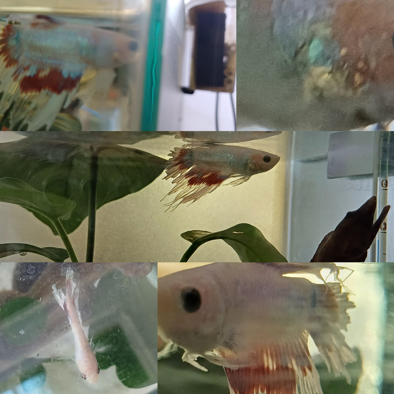 RDT_20240427_1659292982127999660043353