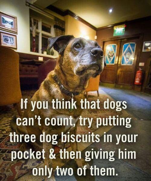 Dog Humor #2