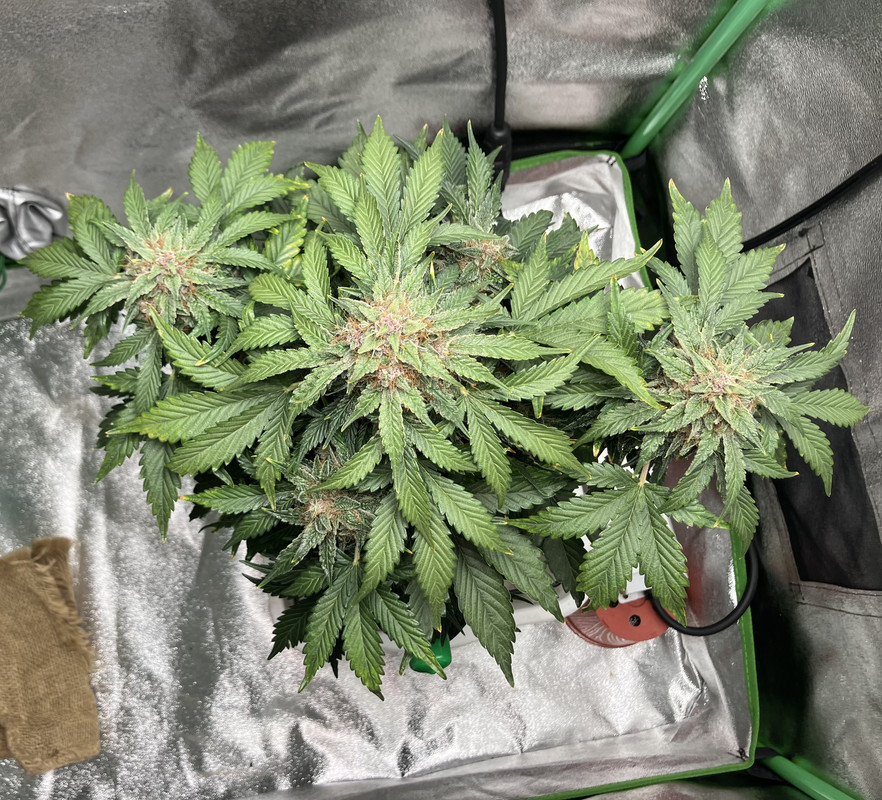 FFABE70F-DFF8-49E7-80DF-D186130A1B30