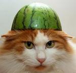 kat-watermeloen