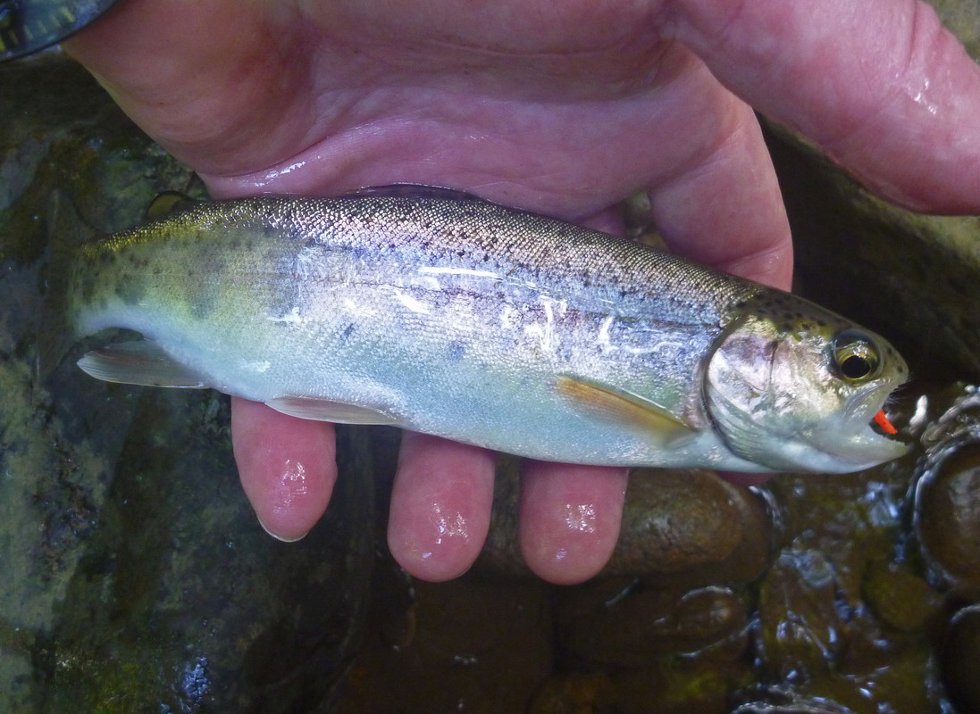 Invasive Rainbow Trout in the Laurel Highlands - The Classic Fly