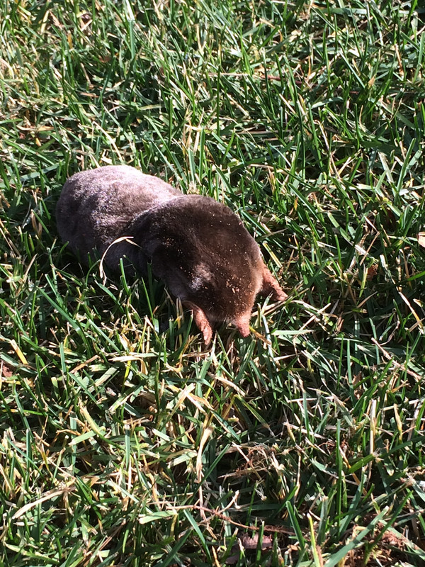 dead_mole