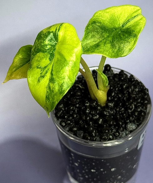 Alocasia Scalprum Aurea Variegated 1month by @plantsbyfaber