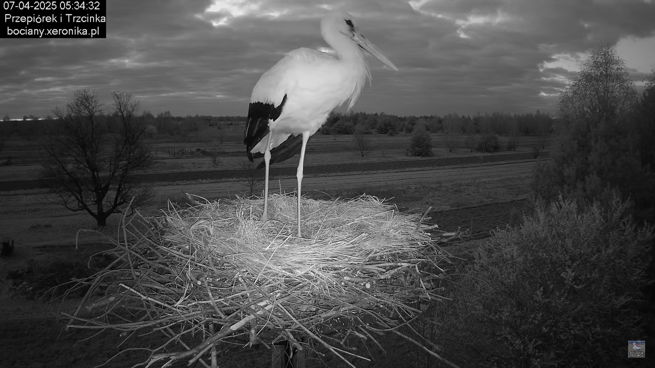 07042025bocian (7)