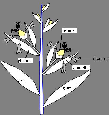 inflorescence graminée