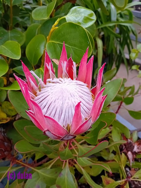 [Image: IMG_20250329_145236.jpg]