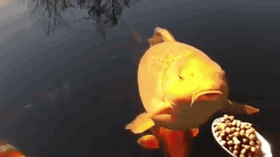 09-funny-gif-230-feeding-fish
