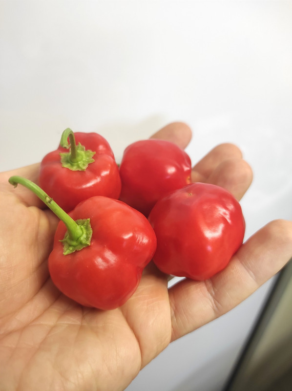 548618704_24601099182842449_7518034429347777632_n