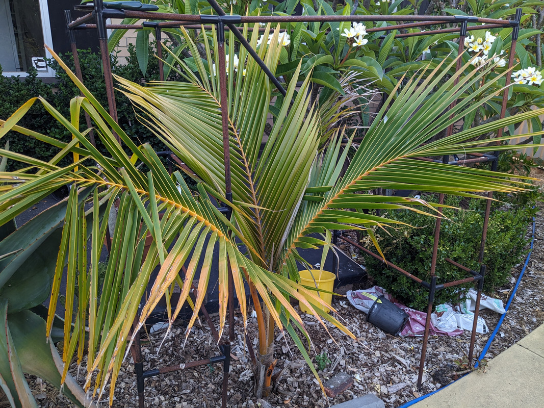 PXL_20241231_103558326.MP