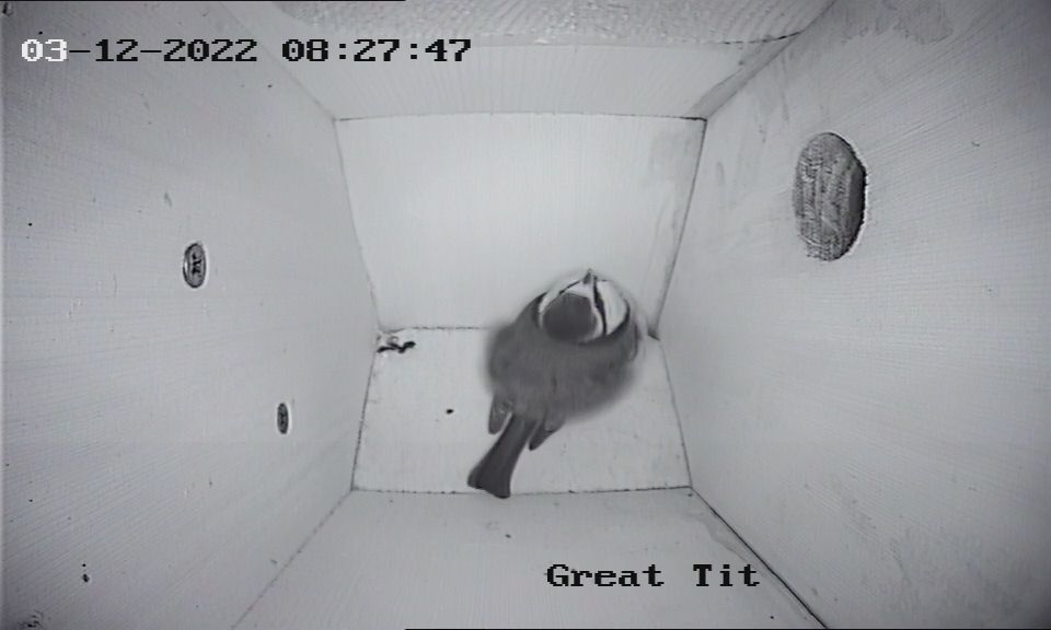 Bird Cameras_Camera2_DVR-116G-F1_20221203082746_213260390