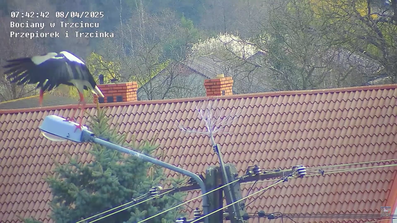 08042025bociannalatarni_6