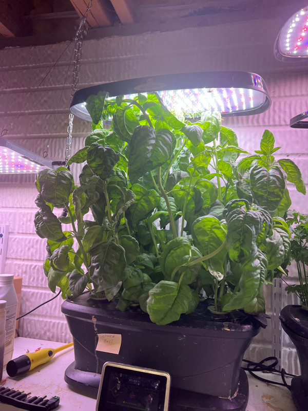 basil